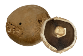 Champignon Portobello