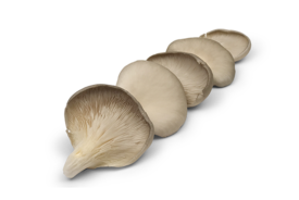 Champignon Pleurote Grise