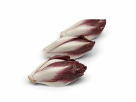 Endive Carmine