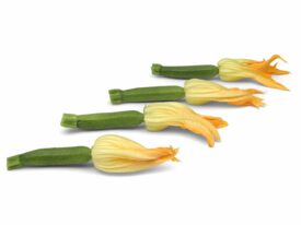 Fleur de courgette