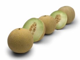 Melon Galia