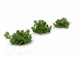 Micro-pousses Brocoli