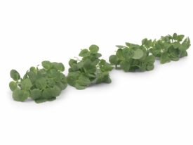 Micro-pousses Shiso Vert