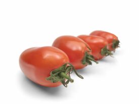 Tomate San Marzano